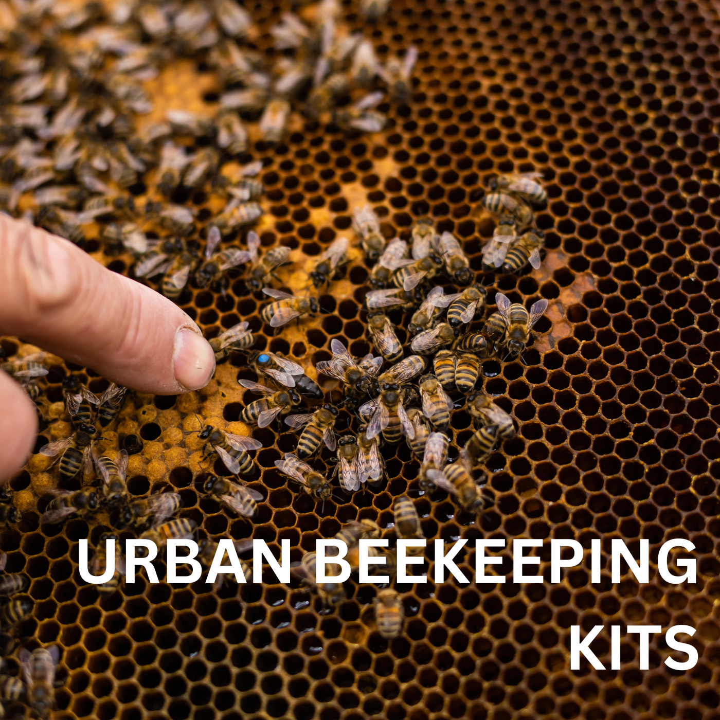 Sell Beekeeping Kits